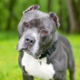 Stricter laws on ownership of dogs with cropped ears to be introduced in coming weeks