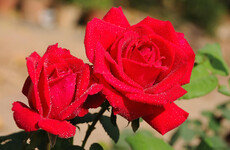 Quiz: How well do you know roses?