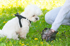 Just 82 dog fouling fines were handed out by local councils in 2022