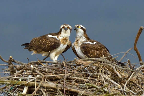 'Like finding long-lost treasure': Ospreys breeding in Ireland for first time in over 200 years - Vimarsana News