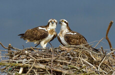 'Like finding long-lost treasure’: Ospreys breeding in Ireland for first time in over 200 years