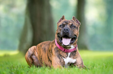Stricter laws on ownership of dogs with cropped ears to kick in on 1 September