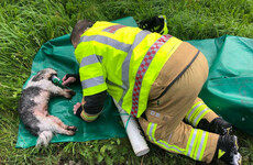 Cork firefighters save dog from burning caravan on the M8