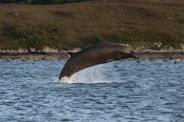 Concern mounting for safety of three bottlenose whales who have spent over a week in Bantry Bay - Vimarsana News