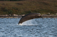 Concern mounting for safety of three bottlenose whales who have spent over a week in Bantry Bay