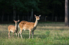 Concerns that Ireland's plan for deer will lead to 'inhumane' recommendations