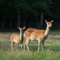 Concerns that Ireland's plan for deer will lead to 'inhumane' recommendations