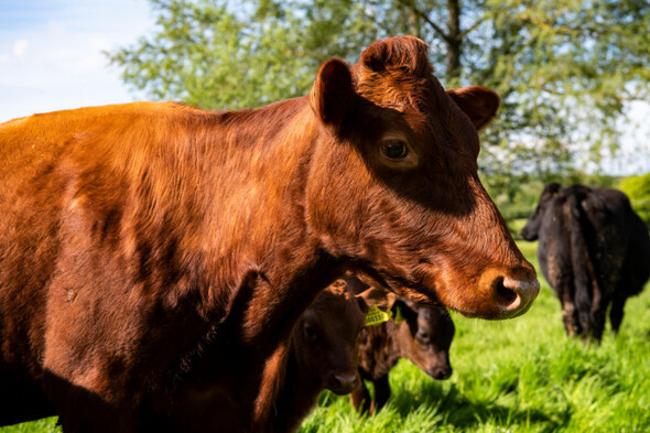 EPA deletes tweet about Meat Free Mondays after farmer complaints - Vimarsana News
