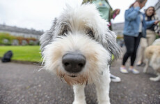 UCC introduces therapy dog programme to combat stress for students