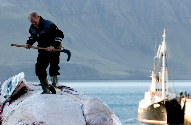 Whaling to resume in Iceland tomorrow after two-month hiatus