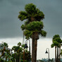 Drenched but alive, Floridians survey hurricane damage