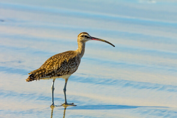 Analysis: From the Curlew to the Natterjack Toad - how are Ireland's native species doing? - Vimarsana News