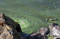 Michelle O'Neill calls for public ownership of Lough Neagh amid outcry over toxic algal blooms