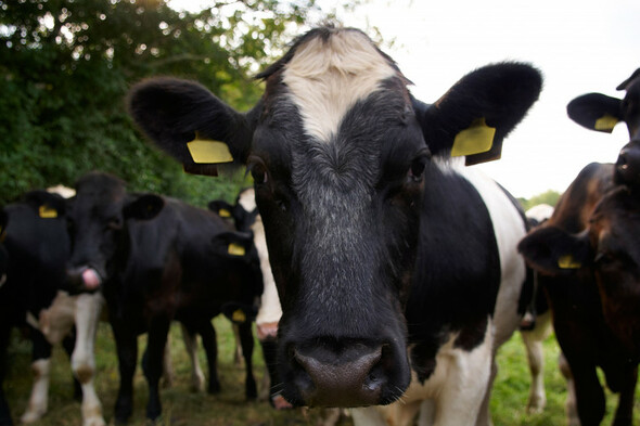Agriculture minister not overruled by Taoiseach on EU nitrates issue, colleague insists - Vimarsana News