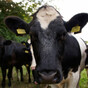 Agriculture minister not overruled by Taoiseach on EU nitrates issue, colleague insists
