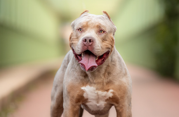 Pit bulls went from America's best friend to public enemy – now