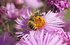 Citizens' assembly on biodiversity loss had 'no urban-rural divide' in forming recommendations