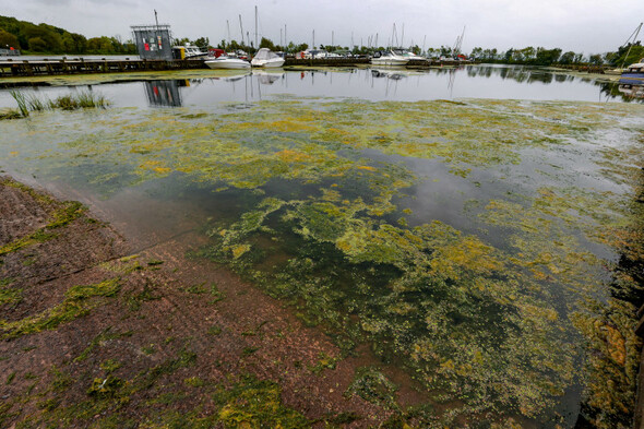 Ryan says water quality 'not something we can concede on' pointing to Lough Neagh algae example - Vimarsana News