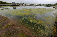 Ryan says water quality 'not something we can concede on' pointing to Lough Neagh algae example