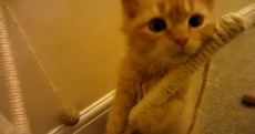 VIDEO: Eight weeks of kittens in five minutes