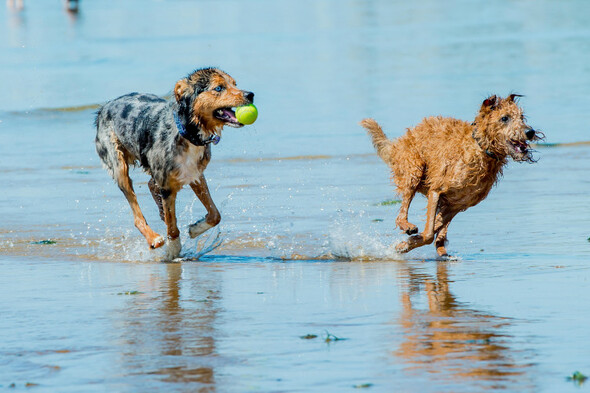 People across Ireland raise litany of complaints with councils about dogs running off-lead - Vimarsana News