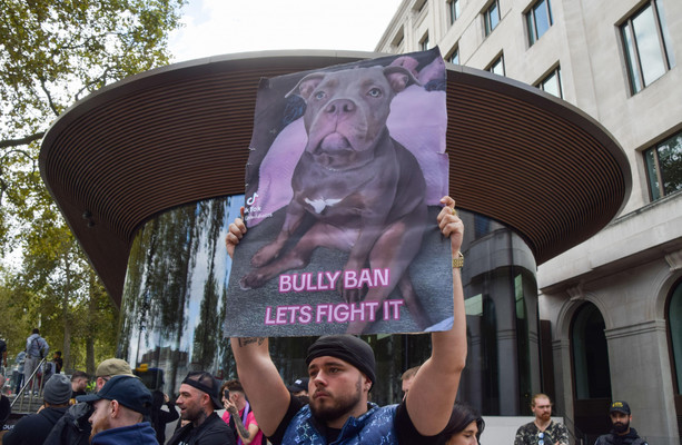 Les chiens American Bully XL devraient-ils être interdits en Irlande ?