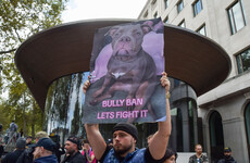 Poll: Should American Bully XL dogs be banned in Ireland?