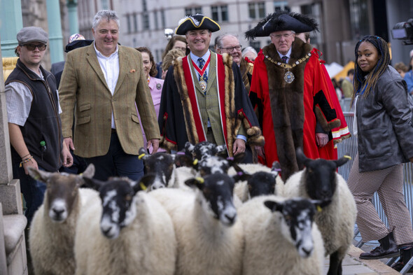 Chef Richard Corrigan takes up his ancient right to herd sheep over a London bridge - Vimarsana News