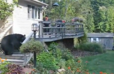 VIDEO: Bear (huge) frightened away by woman (tiny)