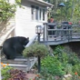 VIDEO: Bear (huge) frightened away by woman (tiny)