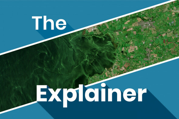 The Explainer: Lough Neagh has been hit by an algal bloom disaster - Vimarsana News