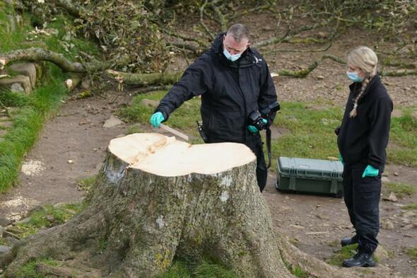 New shoots expected to grow from Sycamore Gap tree in UK but it 'won't be same again' - Vimarsana News