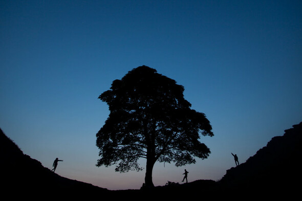 Man in his 60s arrested over 'senseless destruction' of famous Hadrian's Wall tree - Vimarsana News