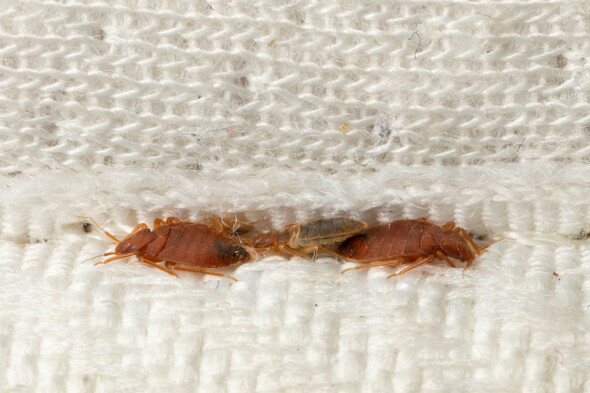 French government plans bill to tackle surging numbers of bedbug cases - Vimarsana News