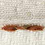 French government plans bill to tackle surging numbers of bedbug cases