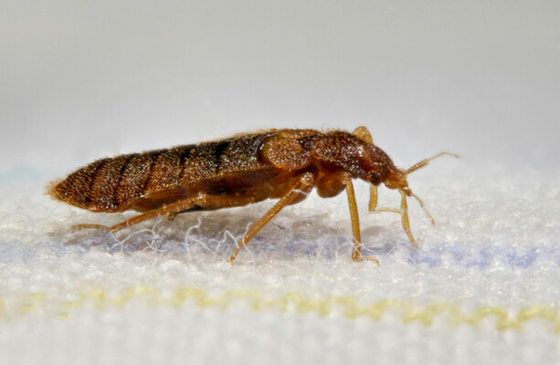 Social media is crawling with Paris bedbugs - but tourists 'shouldn't ...