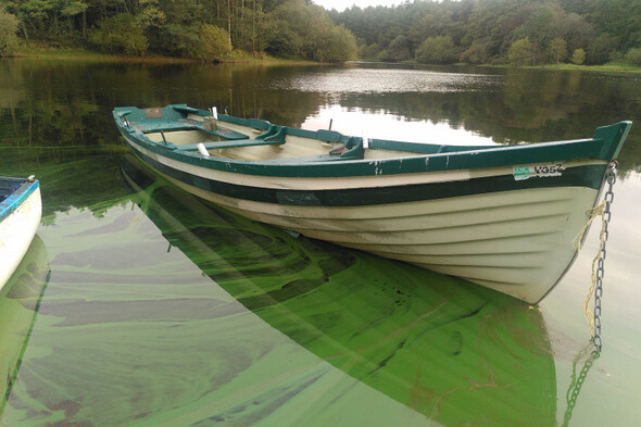 Algal blooms raise 'alarm bell' at Blessington Lake in wake of Lough Neagh disaster - Vimarsana News