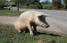 Oregon farmer, 69, ‘eaten by his own pigs’