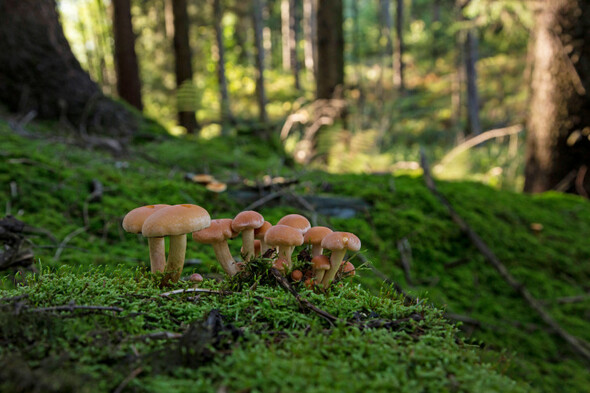 Scientists warn humanity could lose up to half of future medicines through plant extinctions - Vimarsana News