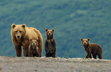 Quiz: How much do you know about bears?