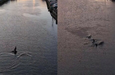 ‘Amazing sight’ as pod of dolphins swim down Cork river at sunset
