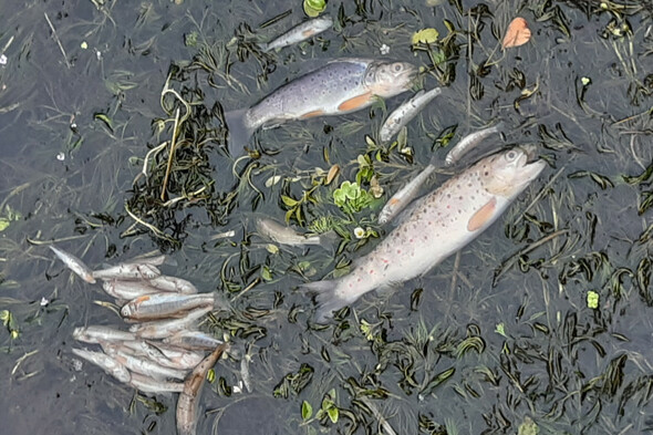 Uisce Éireann fined over €7,000 for fish kill in Cavan - Vimarsana News