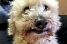 Pics: Poodle survives 18km ride stuck in car radiator
