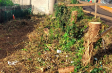 'People don't know what's being lost': Calls for more notice after trees felled in Dublin city