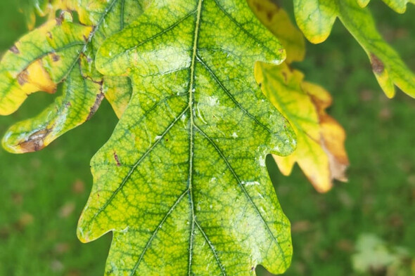 Quiz: Can you recognise these native Irish trees from their leaves? - Vimarsana News