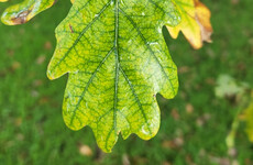 Quiz: Can you recognise these native Irish trees from their leaves?