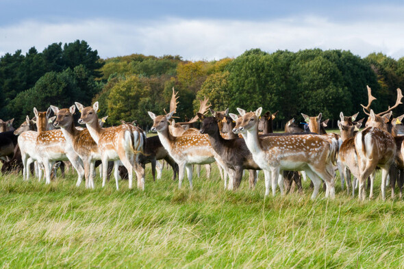 Danny Healy-Rae calls for 'serious cull' of deer population citing road accidents and crop damage - Vimarsana News