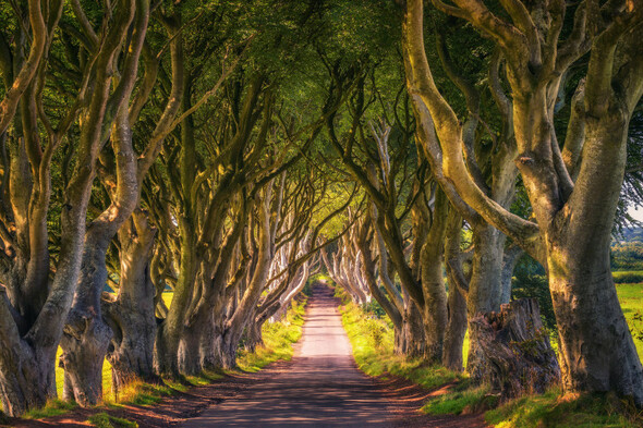 Number of famous Dark Hedges trees may need to be felled for safety - Vimarsana News