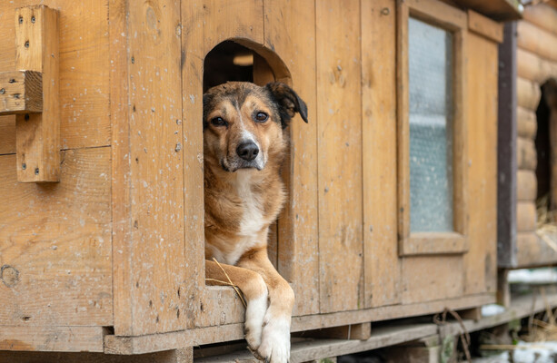 Rescued dog is happy, thriving and learning, Local News