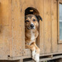 Dog Behaviourist: We have a dog welfare crisis in Ireland that we can no longer ignore
